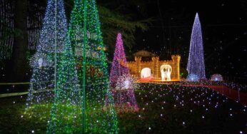 Lucine Led sugli alberi di Natale: il segreto nascosto ora è rivelato